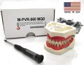 ADC Model 32 Teeth Soft Gingivae and Magnetic