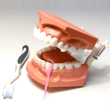 Dental 3:1 Hygiene Model