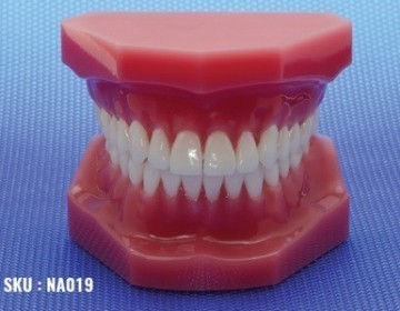 Dental Display / Consultation Model
