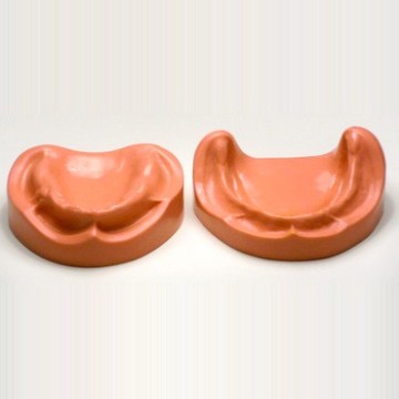 Dental Model of jaw and mandible