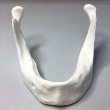 Model of a normal mandible