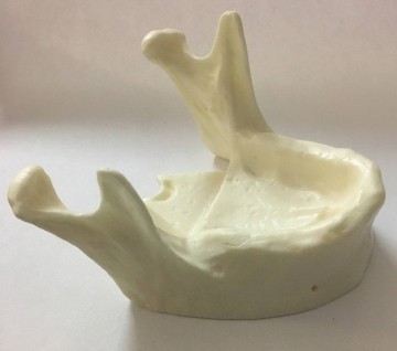 Model of mandible for practice of implantology