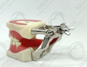 Orthodontic Training Jaw Model