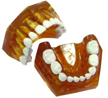 Pediatric Anatomical Typodont Jaw replacement Teeth