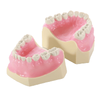 Paediatric Mixed Dentition Typodont Practice Jaw set