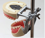 Articulator For Typodont Jaw