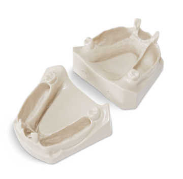 Dental Jaws for natural extracted teeth placement