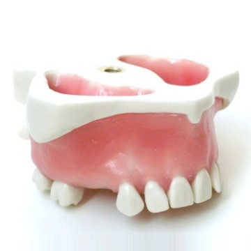Dental Model for Sinus Lift