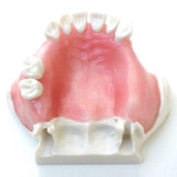 Dental Model for Sinus Lift