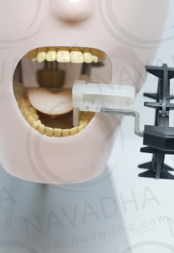Radiology X-ray training dental manikin