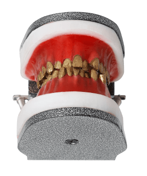 IDRR Orthodontic Training Jaw Model