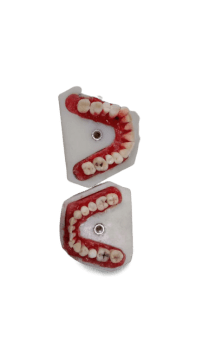 Dental Vice pair for Extracted Tooth