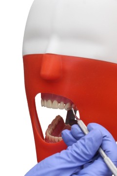iPhantom Benchmount dental phantom head manikin