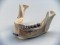 Dental anatomical mandible with extractable teeth
