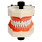 Dental Typodont Jaw - Navadha ZX