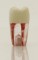 Columbia Dentoform Red roots Endodontic Tooth - PVR 860